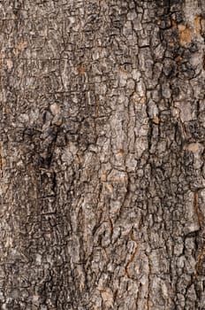 Tree Bark. Detailed.Texture effect.filling the frame 