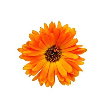 Calendula orange terry with dark heart isolated on white background