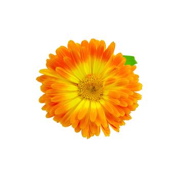Calendula yellow and orange terry with green leaf isolated on white background