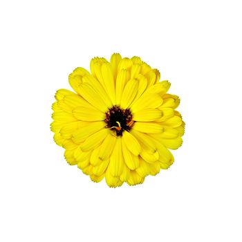 Calendula yellow terry with dark heart isolated on white background