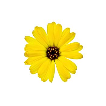 Calendula yellow with dark heart isolated on white background