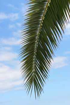 palm tree