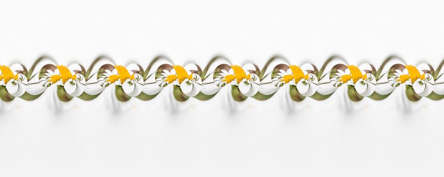Repeating pattern of a beautiful daisy flower forming a ribbon