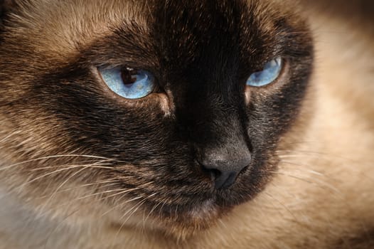 sad siamese cat face macro extreme closeup