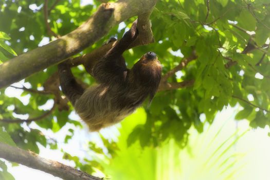 A Two-toed Sloth climbing down the tree in Manuel Antonio national park