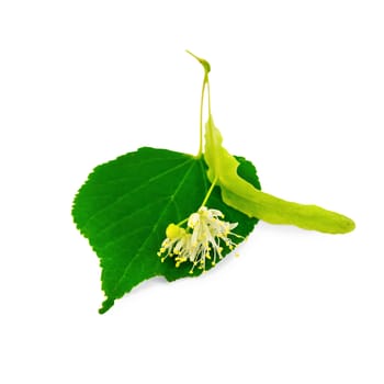 Linden flower with green leaf isolated on white background