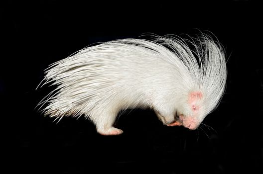 albino porcupine isolated on black background