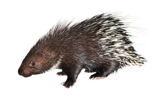 porcupine isolated on white background