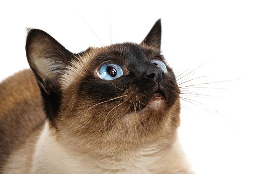 Closeup of cute blue-eyed siamese cat isolated on white. Whiskers are striped.