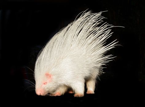 albino porcupine isolated on black background