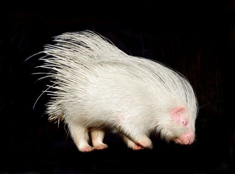 albino porcupine isolated on black background