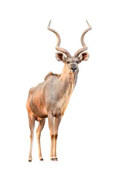 male greater kudu isolated on white background