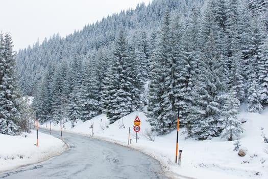 Snowy road through spruce forest in snowy mountains at bright winter day. Austria