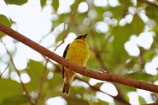 Birds of tanzania from different places