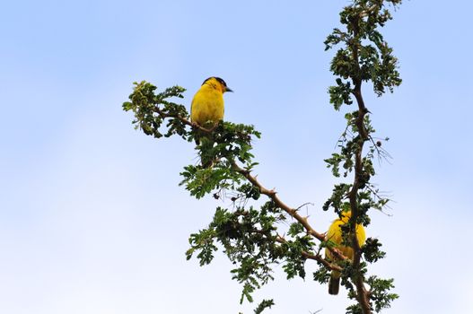 Birds of tanzania from different places