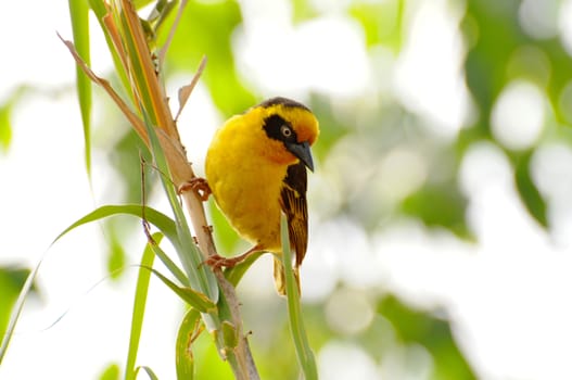 Birds of tanzania from different places