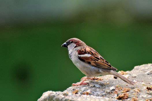 Birds of tanzania from different places