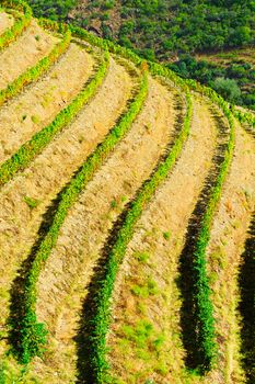 Extensive Vineyards on the Hills of Portugal