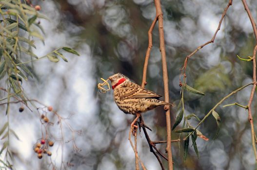 Birds of tanzania from different places