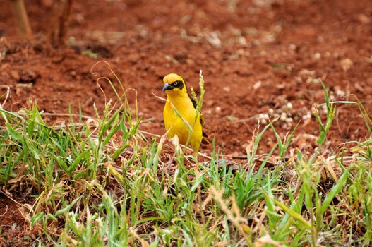 Birds of tanzania from different places