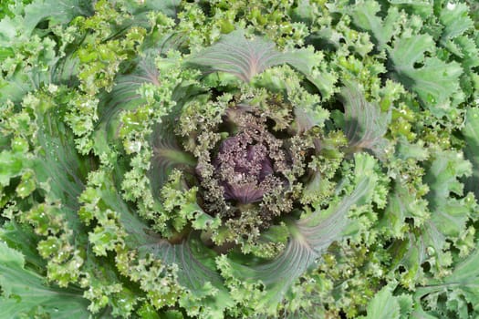 Close-up of decorative cabbage in the garden