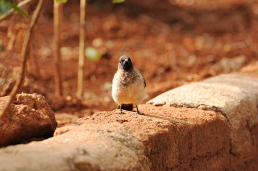 Birds of tanzania from different places