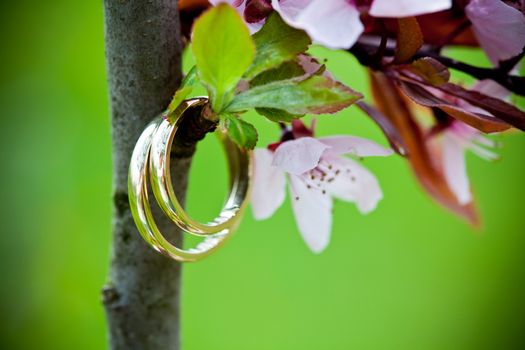 Wedding rings closeup with pink cherry flowers