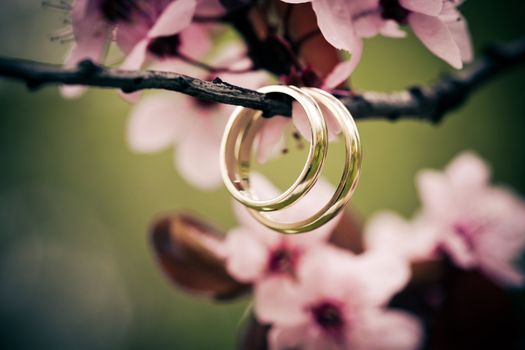 Wedding rings closeup with pink cherry flowers