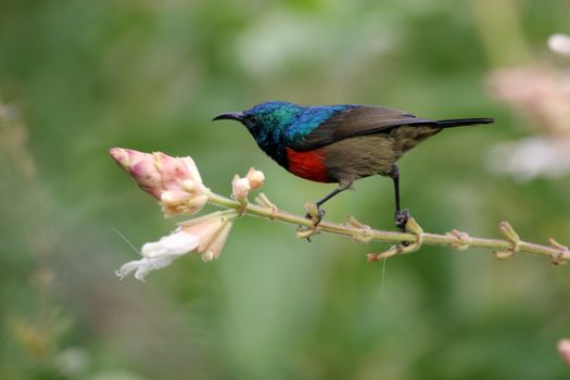 Birds of tanzania from different places