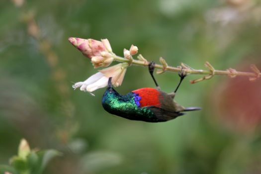 Birds of tanzania from different places