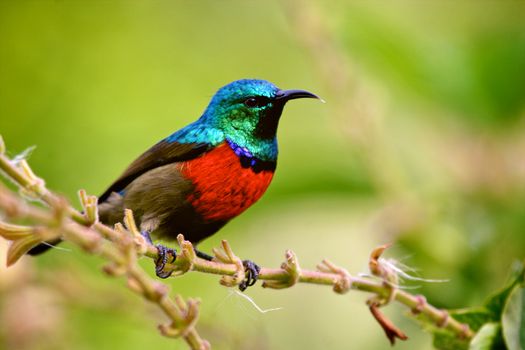 Birds of tanzania from different places