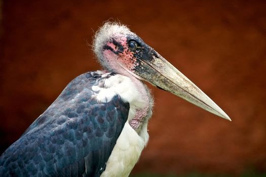 Birds of tanzania from different places