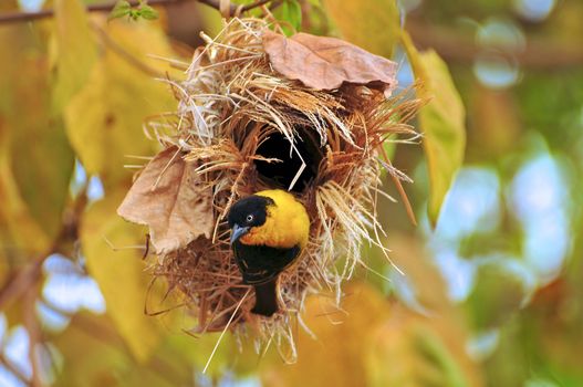 Birds of tanzania from different places