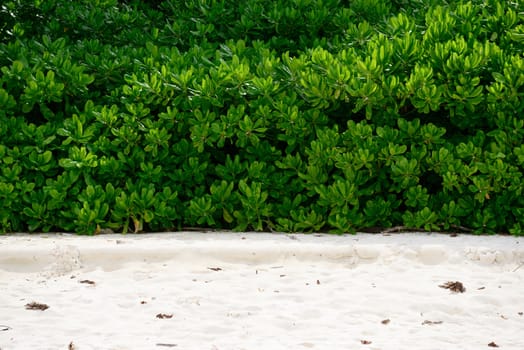 Idyllic plant on the  of Andaman Sea in Thailand