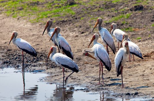 Birds of tanzania from different places