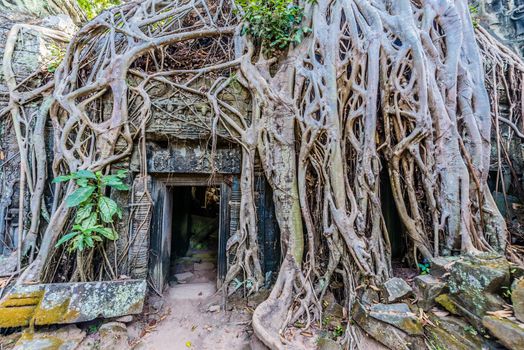 tree roots around door at ta prohm angkor wat cambodia