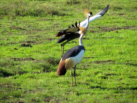 Birds of tanzania