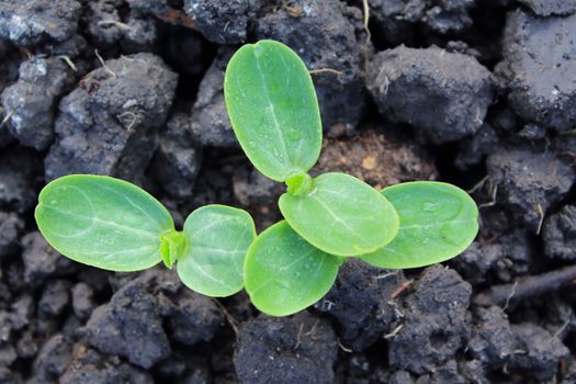 Group of the beginnings in soil