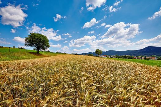 Cereal field breeze in summer