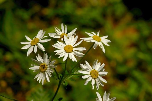 Spring flowers growing in the wild