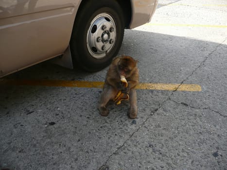 monkey eating banana in the street