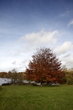 Trees in a park in Autumn