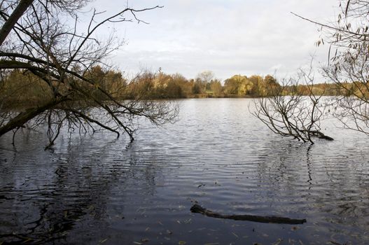 A view of trees across a lake