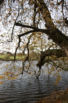 A veiw of trees iover a lake in autmn