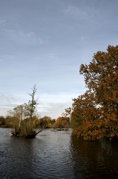 A view of trees across a lake