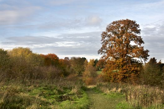 A view of a park in autumn with overcast sky
