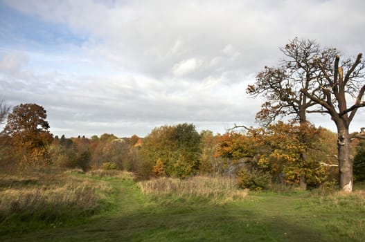 A view of a park in autumn with overcast sky
