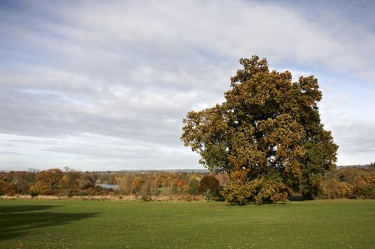 A view of a park in autumn with overcast sky
