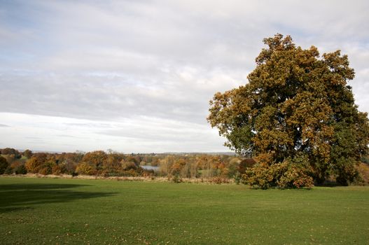 A view of a park in autumn with overcast sky
