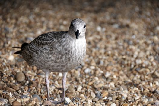 A sea gull standing on a pebble beach